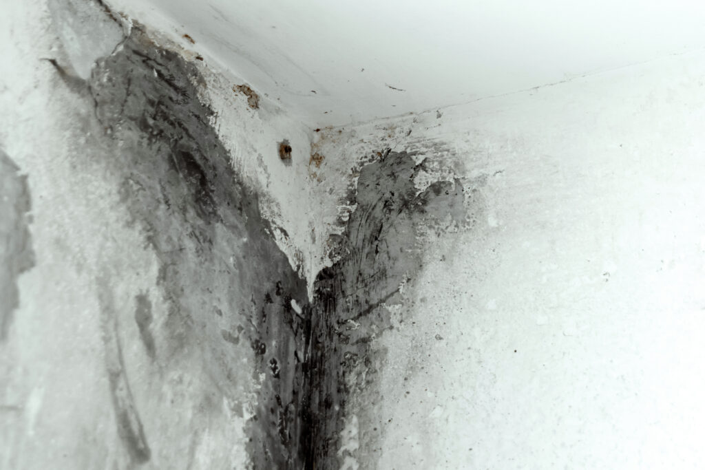 mold damage home exclusion